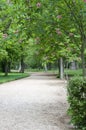 Green tree filled park walkway