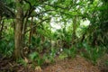 Green tree in Florida Royalty Free Stock Photo