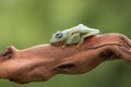 Green tree flying frog on tree branch ,Rhacophorus reinwardtii