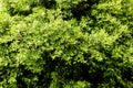 Green Tree Foliage