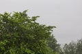 green tree foliage under summer rainfall, closeup telephoto shot