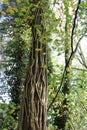 Green tree in a forest setting with vines growing on the trunk. Royalty Free Stock Photo