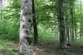 Green tree forest in the spring