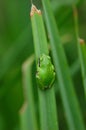 Green tree frog Royalty Free Stock Photo