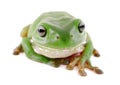 Green tree frog Royalty Free Stock Photo