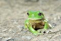 Green tree frog Royalty Free Stock Photo