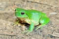 Green tree frog Royalty Free Stock Photo