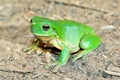 Green tree frog Royalty Free Stock Photo