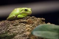 Green Tree Frog Royalty Free Stock Photo
