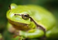 Green tree frog Royalty Free Stock Photo