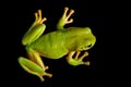 Green Tree Frog Royalty Free Stock Photo