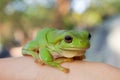 Green Tree Frog Royalty Free Stock Photo