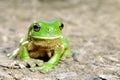 Green tree frog Royalty Free Stock Photo
