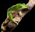 Green tree frog amazon rain forest Royalty Free Stock Photo