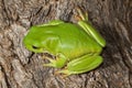 Green Tree Frog Royalty Free Stock Photo