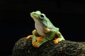 green tree frog on tree in black back ground