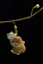 Green Tree Frog on black background Royalty Free Stock Photo