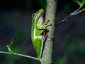 Green Tree Frog on Branch