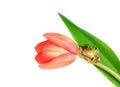 Green tree frog climbing on tulip flower on white background. Royalty Free Stock Photo