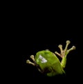 Green tree frog climbing upwards Royalty Free Stock Photo