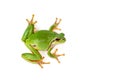 Green Tree Frog Climbing On White Close-Up Hyla arborea