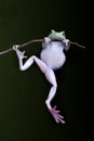 Green Tree-frog clinging on a branch