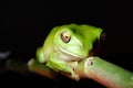 Green Tree Frog clinging to branch