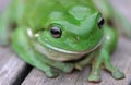 Green Tree Frog Close Up