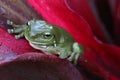 Green tree frog close up on a red leaf Royalty Free Stock Photo