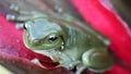 Green tree frog close up on a red leaf Royalty Free Stock Photo