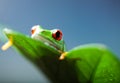 Green tree frog on colorful background Royalty Free Stock Photo