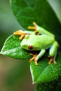 Green tree frog on colorful background Royalty Free Stock Photo