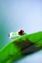 Green tree frog on colorful background Royalty Free Stock Photo