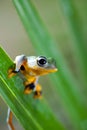 Green tree frog on colorful background Royalty Free Stock Photo