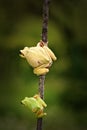 Green tree frog family