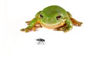 Green tree frog and a fly Royalty Free Stock Photo