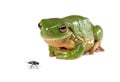 Green tree frog and a fly Royalty Free Stock Photo