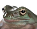 Green Tree Frog in front of a white background Royalty Free Stock Photo