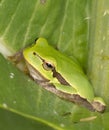 Green Tree Frog on a green leaf / Hyla ar Royalty Free Stock Photo