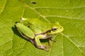Green Tree Frog on a green leaf / Hyla ar Royalty Free Stock Photo
