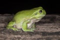 Green Tree Frog Royalty Free Stock Photo