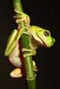 Green Tree Frog hanging from branch Royalty Free Stock Photo