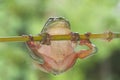 Green tree frog hanging from branch Royalty Free Stock Photo