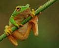 Green tree frog hanging on Royalty Free Stock Photo