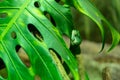 Green tree frog hiding on a big leaf in australia Royalty Free Stock Photo