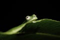 Green tree frog hiding leaf in amazon rainforest Royalty Free Stock Photo