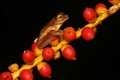 A green tree frog is hunting for prey on a bush. Royalty Free Stock Photo