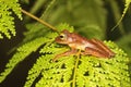 A green tree frog is hunting for prey on lush fern leaves. Royalty Free Stock Photo