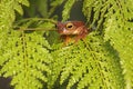 A green tree frog is hunting for prey on lush fern leaves. Royalty Free Stock Photo