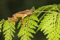 A green tree frog is hunting for prey on lush fern leaves. Royalty Free Stock Photo